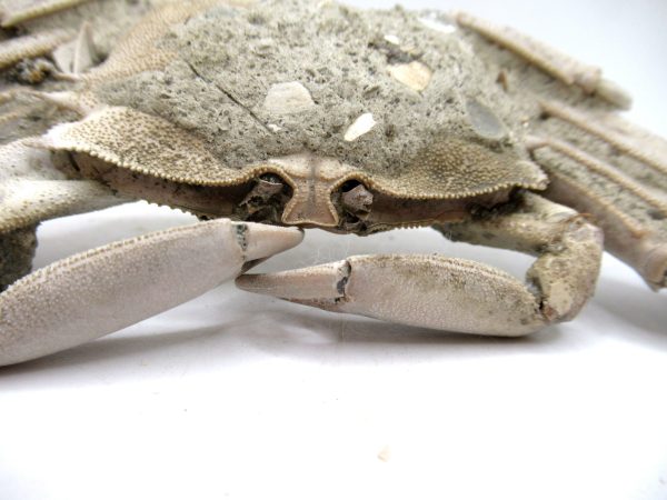Genuine Pliocene Age Macrophthalmus Crab Fossils for Sale from Madagascar #6e