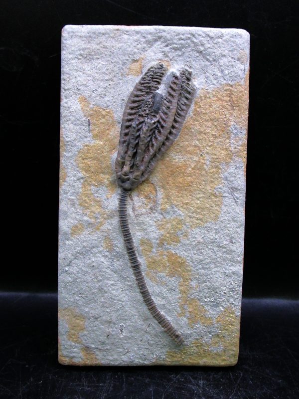 Genuine Mississippian Age Crawfordsville Crinoid Fossil for Sale from Indiana #169