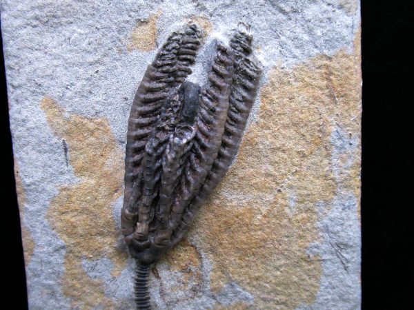 Genuine Mississippian Age Crawfordsville Crinoid Fossil for Sale from Indiana #169a