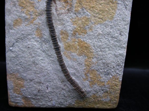 Genuine Mississippian Age Crawfordsville Crinoid Fossil for Sale from Indiana #169b