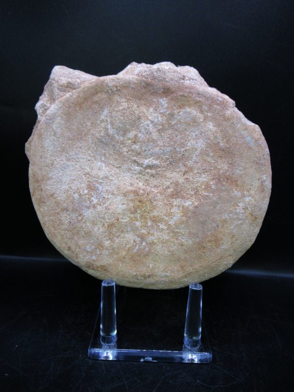 Genuine Cretaceous Age Plesiosaurus Vertebra from Morocco for Sale #1