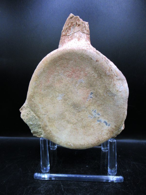 Genuine Cretaceous Age Plesiosaurus Vertebra from Morocco for Sale #11