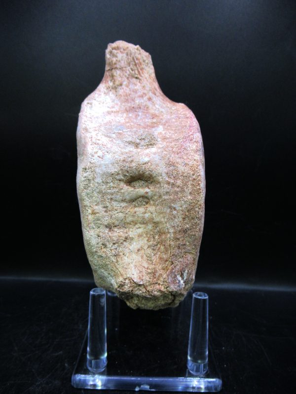 Genuine Cretaceous Age Plesiosaurus Vertebra from Morocco for Sale #11a