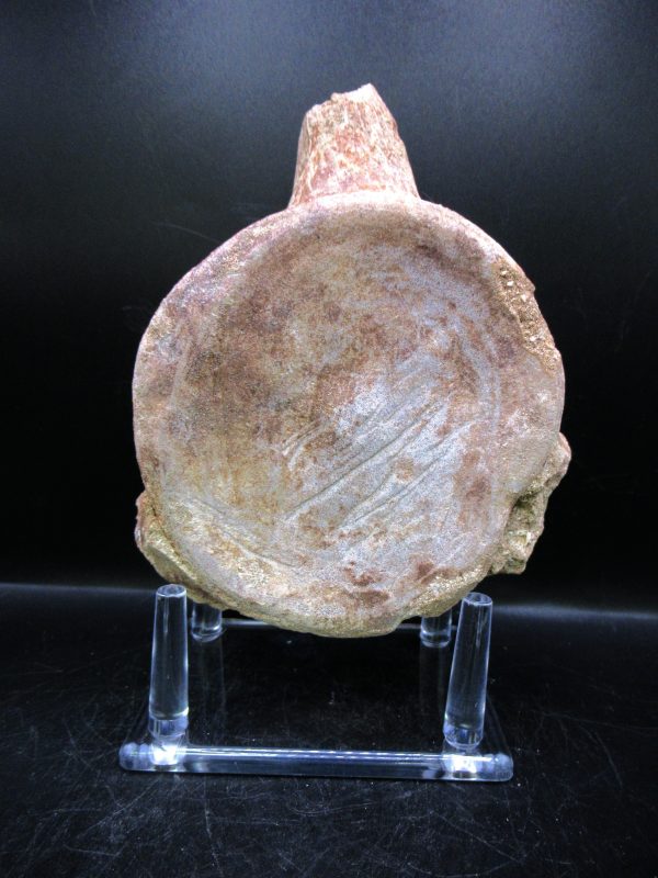 Genuine Cretaceous Age Plesiosaurus Vertebra from Morocco for Sale #11b