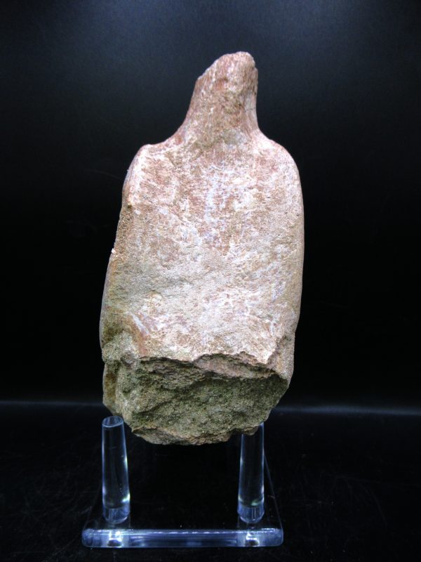 Genuine Cretaceous Age Plesiosaurus Vertebra from Morocco for Sale #11c