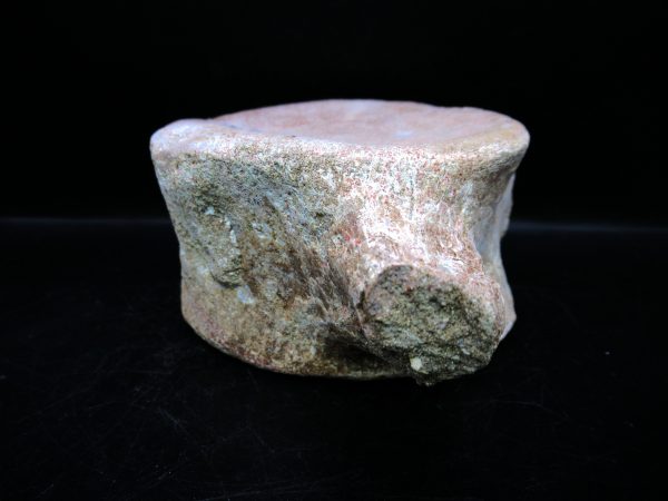 Genuine Cretaceous Age Plesiosaurus Vertebra from Morocco for Sale #11d