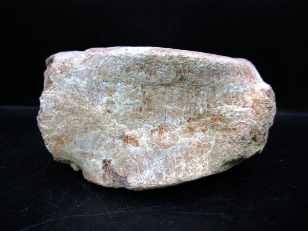 Genuine Cretaceous Age Plesiosaurus Vertebra from Morocco for Sale #11e
