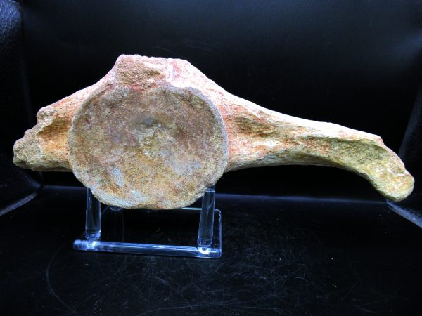 Genuine Cretaceous Age Plesiosaurus Vertebra from Morocco for Sale #12