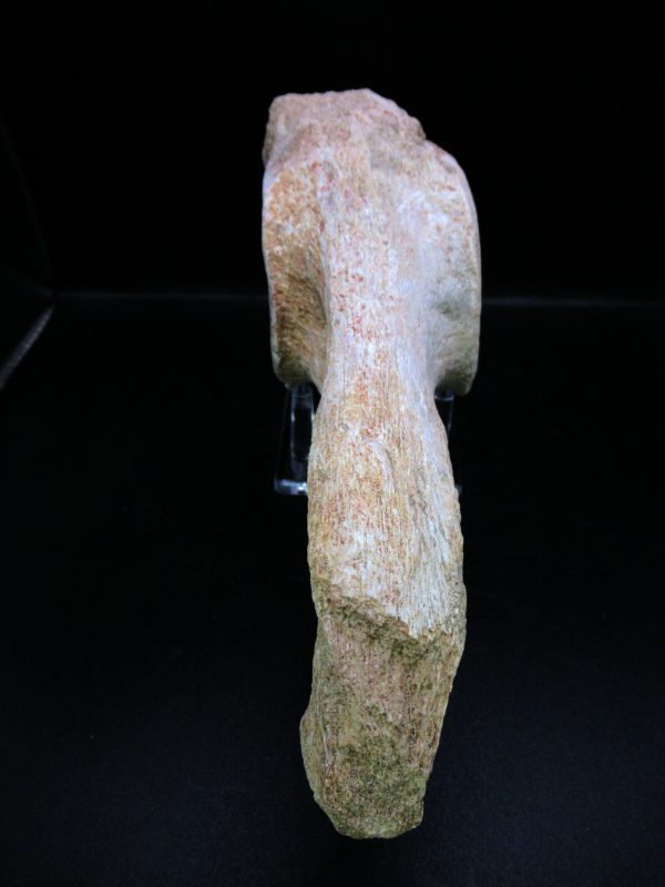 Genuine Cretaceous Age Plesiosaurus Vertebra from Morocco for Sale #12a