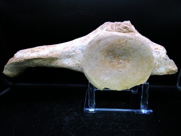 Genuine Cretaceous Age Plesiosaurus Vertebra from Morocco for Sale #12b