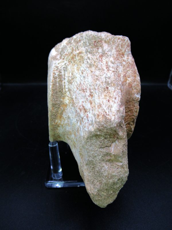 Genuine Cretaceous Age Plesiosaurus Vertebra from Morocco for Sale #12c