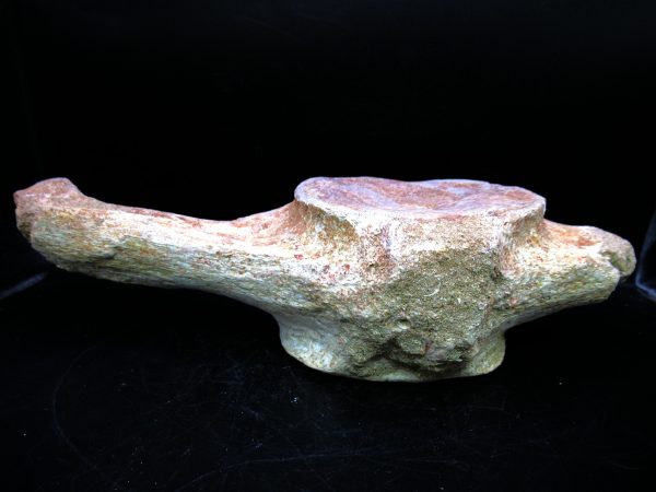 Genuine Cretaceous Age Plesiosaurus Vertebra from Morocco for Sale #12d