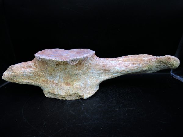 Genuine Cretaceous Age Plesiosaurus Vertebra from Morocco for Sale #12e