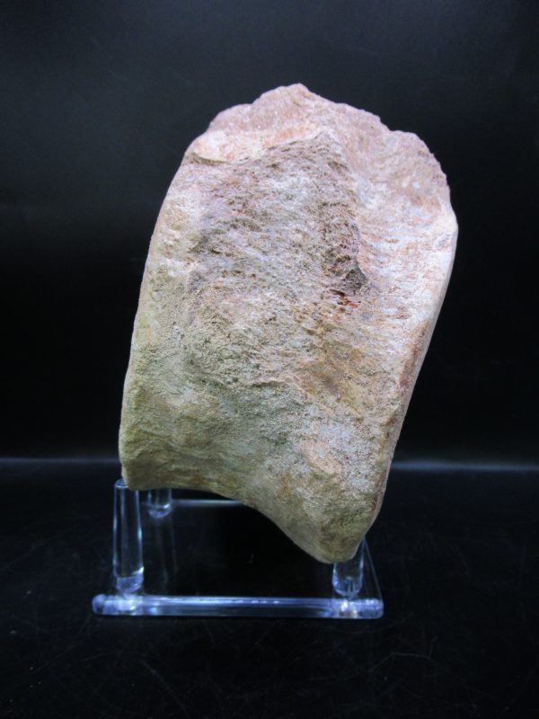 Genuine Cretaceous Age Plesiosaurus Vertebra from Morocco for Sale #1a