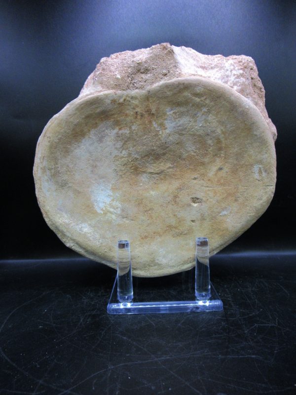 Genuine Cretaceous Age Plesiosaurus Vertebra from Morocco for Sale #1b