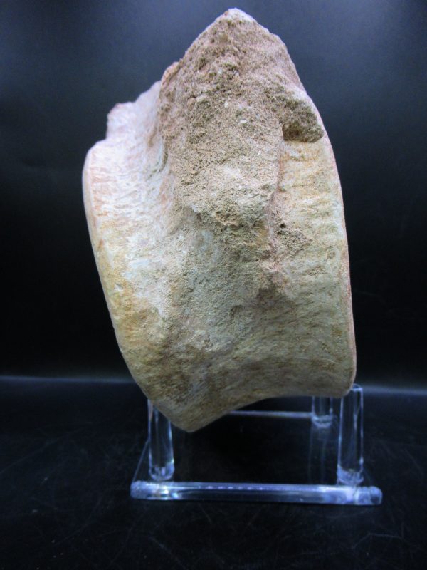 Genuine Cretaceous Age Plesiosaurus Vertebra from Morocco for Sale #1c