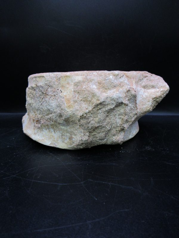Genuine Cretaceous Age Plesiosaurus Vertebra from Morocco for Sale #1d