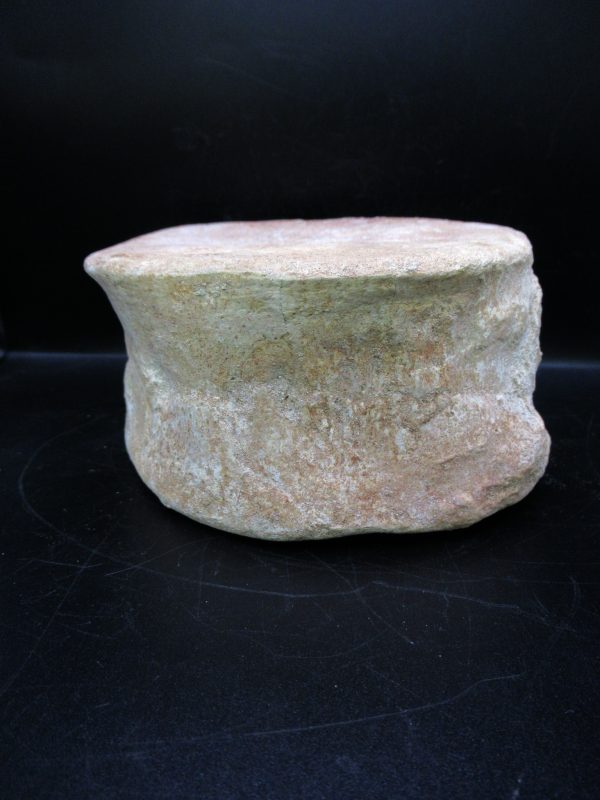 Genuine Cretaceous Age Plesiosaurus Vertebra from Morocco for Sale #1e