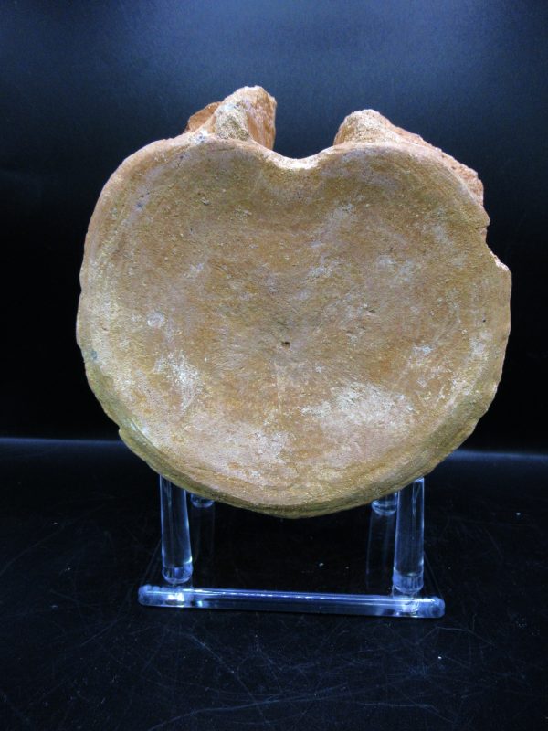 Genuine Cretaceous Age Plesiosaurus Vertebra from Morocco for Sale #2
