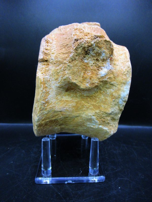 Genuine Cretaceous Age Plesiosaurus Vertebra from Morocco for Sale #2a