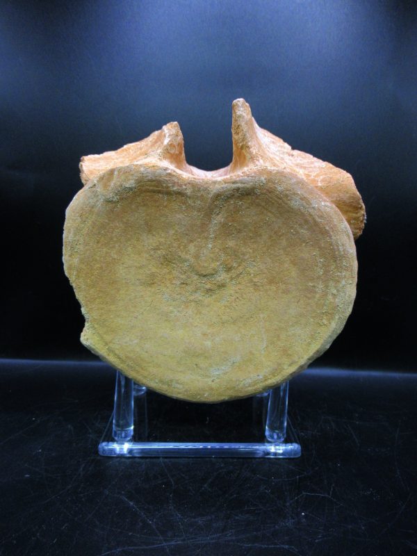Genuine Cretaceous Age Plesiosaurus Vertebra from Morocco for Sale #2b