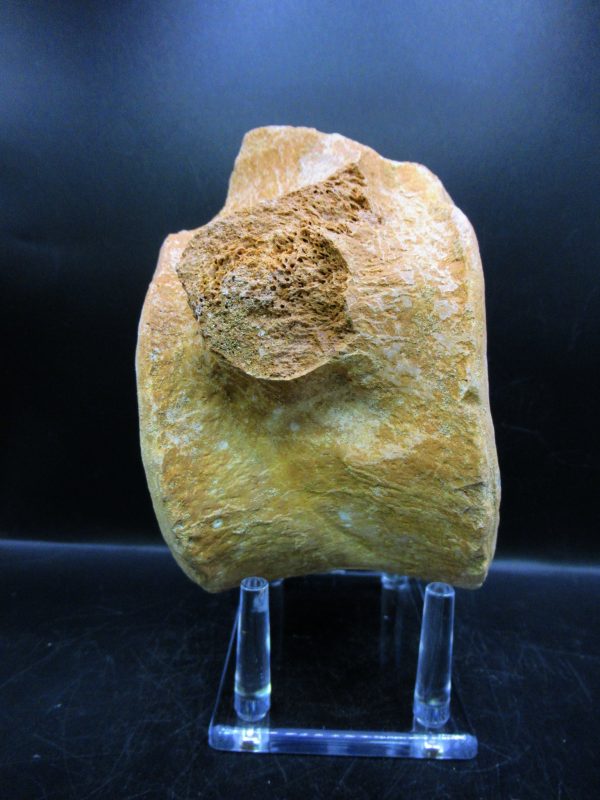 Genuine Cretaceous Age Plesiosaurus Vertebra from Morocco for Sale #2c