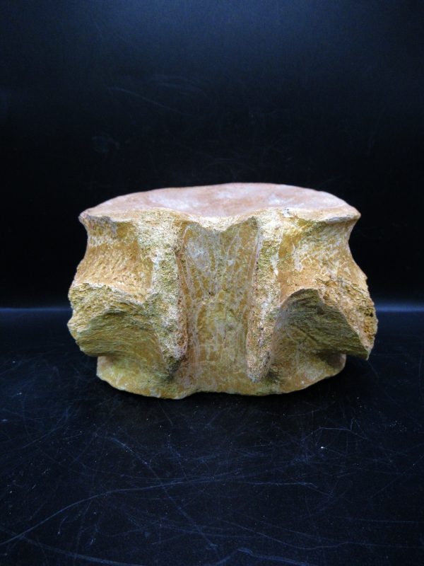 Genuine Cretaceous Age Plesiosaurus Vertebra from Morocco for Sale #2d