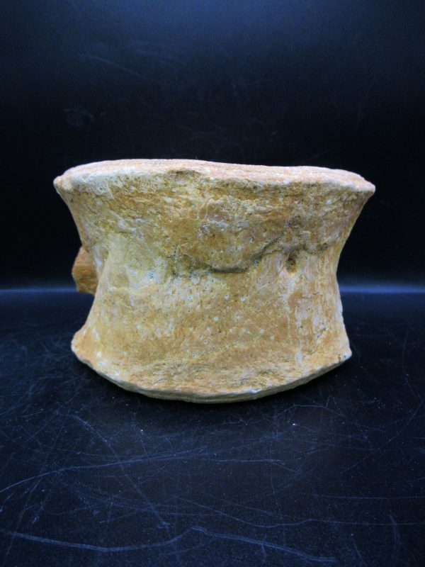 Genuine Cretaceous Age Plesiosaurus Vertebra from Morocco for Sale #2e