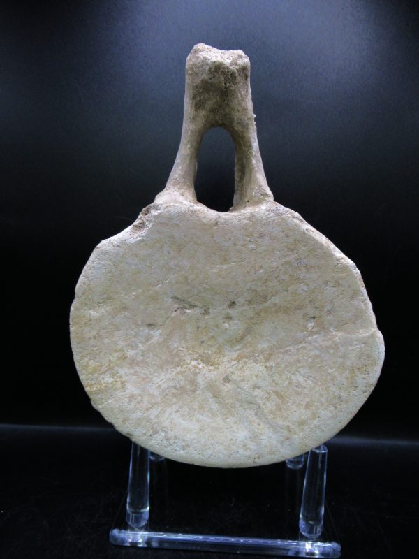 Genuine Cretaceous Age Plesiosaurus Vertebra from Morocco for Sale #3