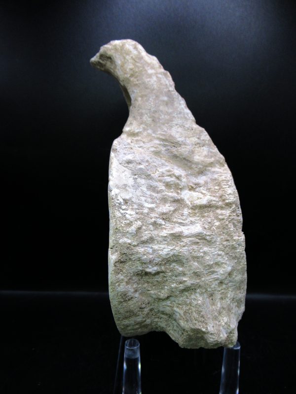 Genuine Cretaceous Age Plesiosaurus Vertebra from Morocco for Sale #3a