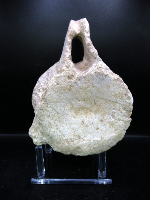 Genuine Cretaceous Age Plesiosaurus Vertebra from Morocco for Sale #3b