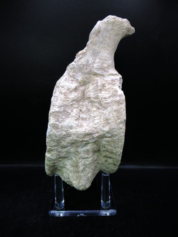 Genuine Cretaceous Age Plesiosaurus Vertebra from Morocco for Sale #3c