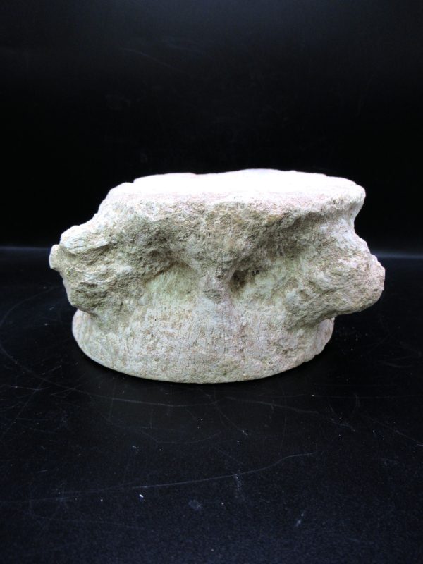 Genuine Cretaceous Age Plesiosaurus Vertebra from Morocco for Sale #3e