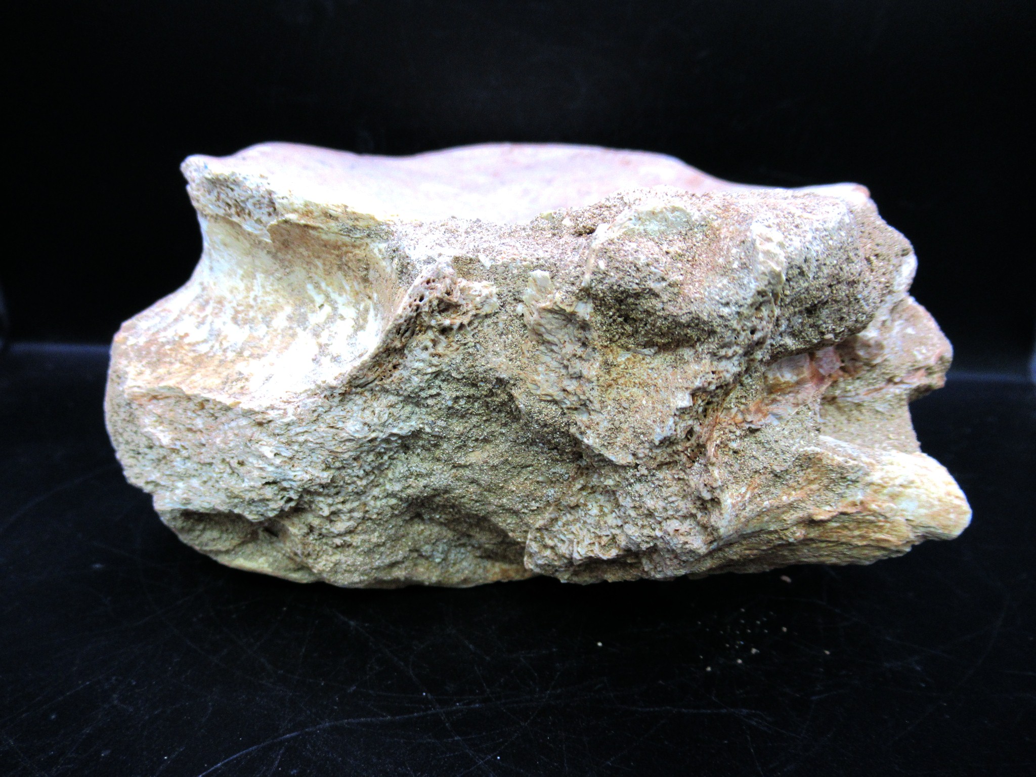 Morocco Cretaceous Plesiosaurus Vertebra 5d | Fossils for Sale Genuine Cretaceous Age Plesiosaurus Vertebra from Morocco for Sale #5d