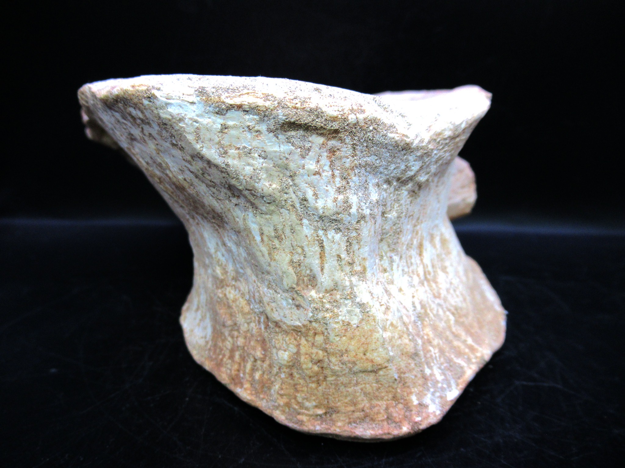 Morocco Cretaceous Plesiosaurus Vertebra 5e | Fossils for Sale Genuine Cretaceous Age Plesiosaurus Vertebra from Morocco for Sale #5e