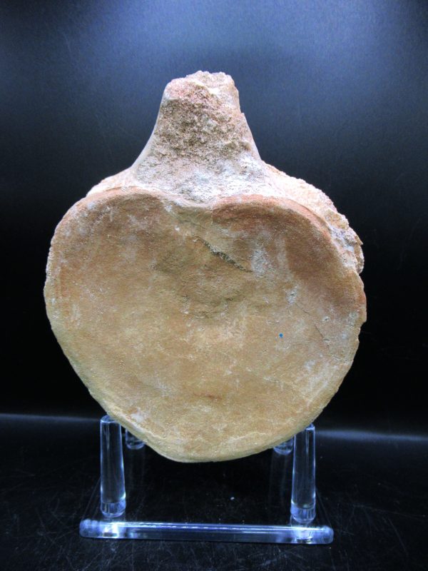 Genuine Cretaceous Age Plesiosaurus Vertebra from Morocco for Sale #6