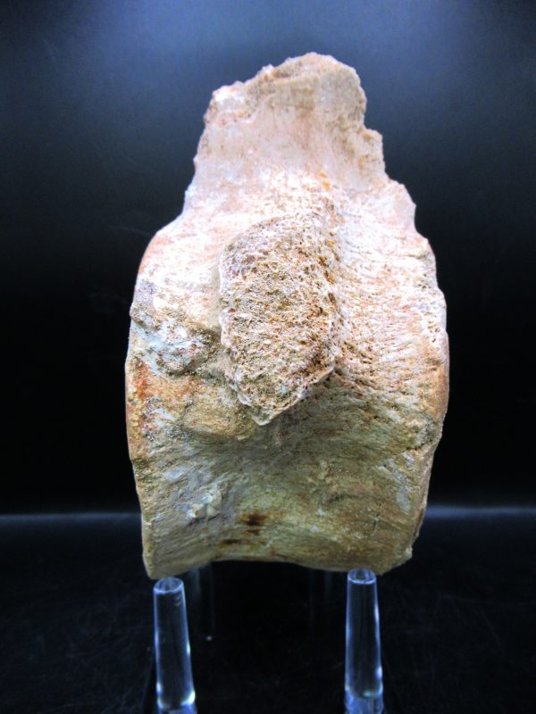Genuine Cretaceous Age Plesiosaurus Vertebra from Morocco for Sale #6a
