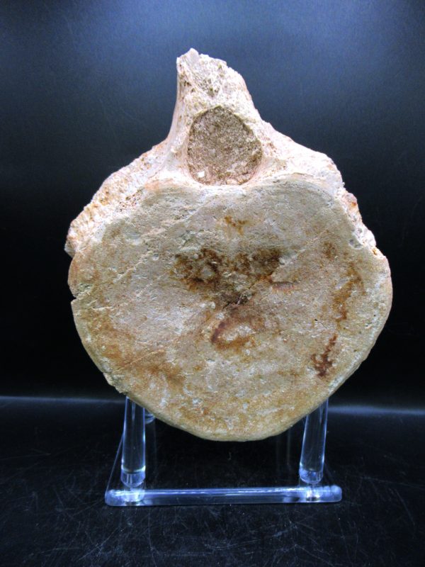 Genuine Cretaceous Age Plesiosaurus Vertebra from Morocco for Sale #6b