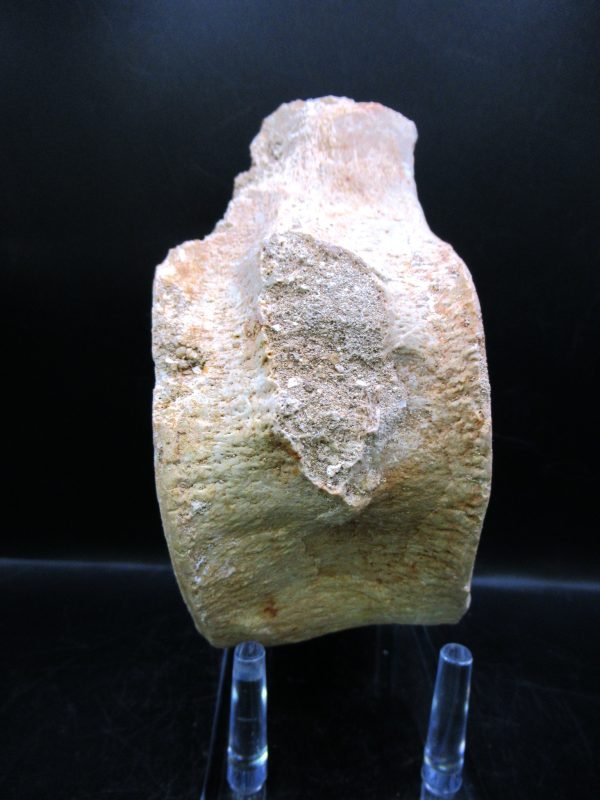 Genuine Cretaceous Age Plesiosaurus Vertebra from Morocco for Sale #6c