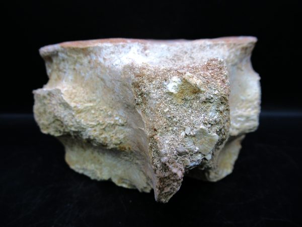 Genuine Cretaceous Age Plesiosaurus Vertebra from Morocco for Sale #6d
