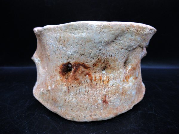 Genuine Cretaceous Age Plesiosaurus Vertebra from Morocco for Sale #6e