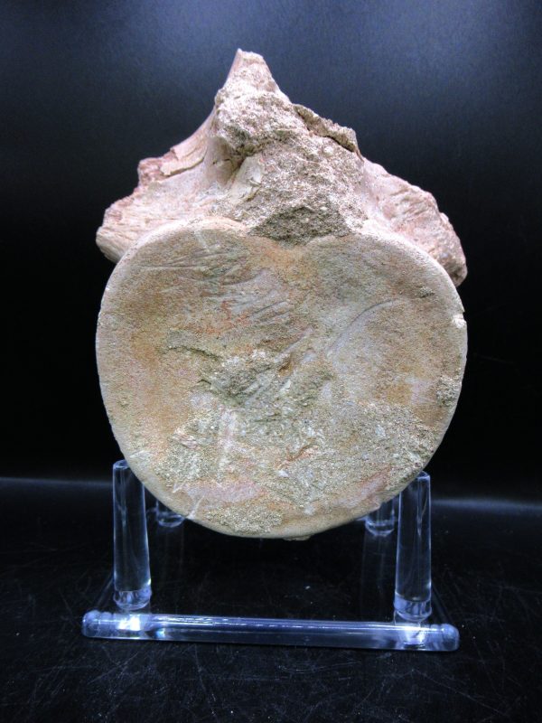 Genuine Cretaceous Age Plesiosaurus Vertebra from Morocco for Sale #7