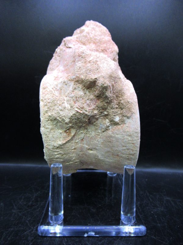 Genuine Cretaceous Age Plesiosaurus Vertebra from Morocco for Sale #7a