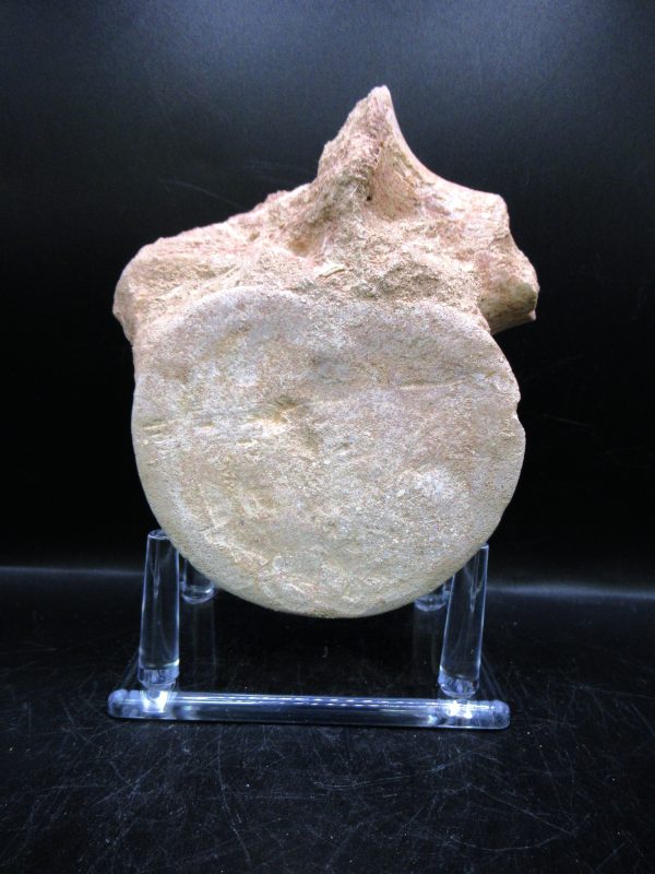 Genuine Cretaceous Age Plesiosaurus Vertebra from Morocco for Sale #7b