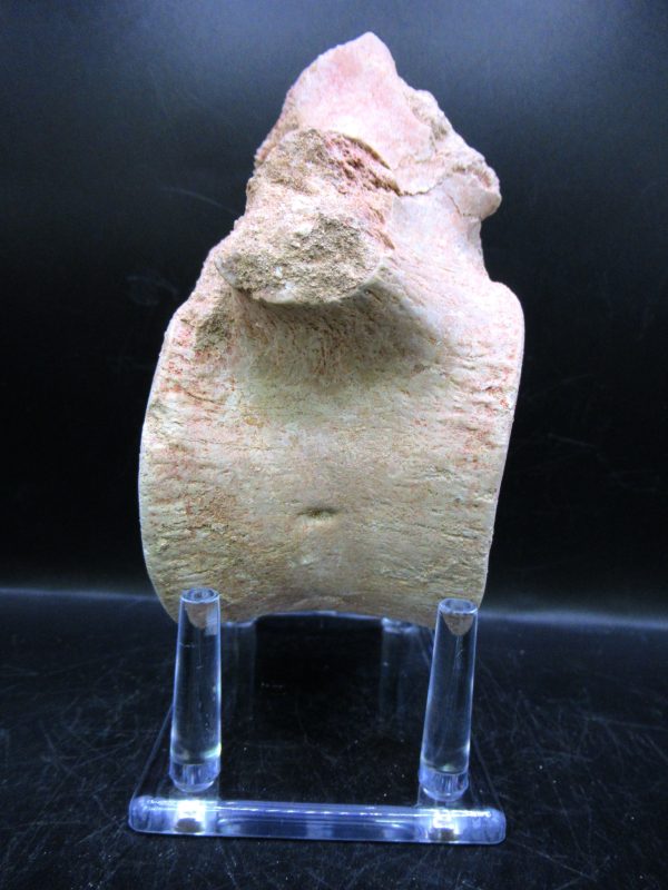 Genuine Cretaceous Age Plesiosaurus Vertebra from Morocco for Sale #7c