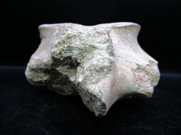 Genuine Cretaceous Age Plesiosaurus Vertebra from Morocco for Sale #7d