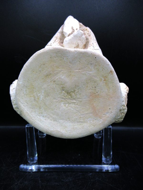 Genuine Cretaceous Age Plesiosaurus Vertebra from Morocco for Sale #9