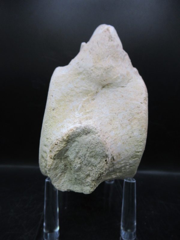 Genuine Cretaceous Age Plesiosaurus Vertebra from Morocco for Sale #9a