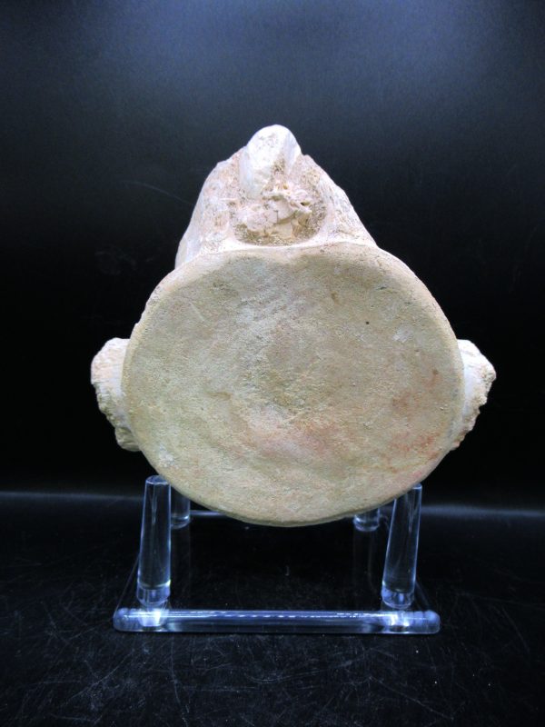 Genuine Cretaceous Age Plesiosaurus Vertebra from Morocco for Sale #9b