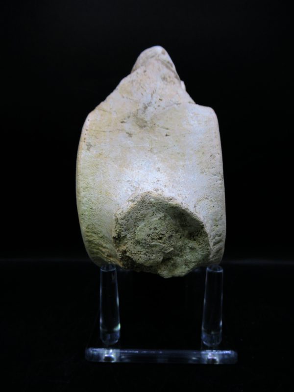 Genuine Cretaceous Age Plesiosaurus Vertebra from Morocco for Sale #9c